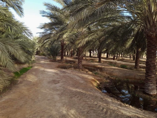 Vente Terrain Agricole Biskra Sidi okba