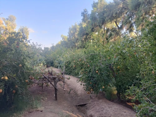 Vente Terrain Agricole Biskra Sidi okba