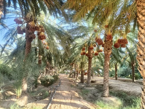 Vente Terrain Agricole Biskra Sidi okba
