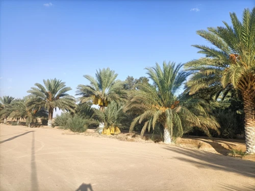Vente Terrain Agricole Biskra Sidi okba