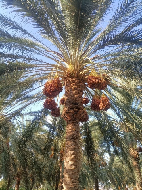 Vente Terrain Agricole Biskra Sidi okba