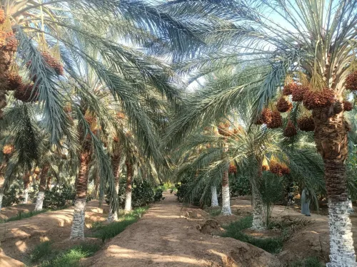 Vente Terrain Agricole Biskra Sidi okba