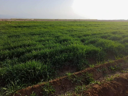 Vente Terrain Agricole Biskra Sidi okba
