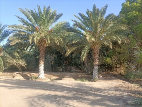 Vente Terrain Agricole Biskra Sidi okba