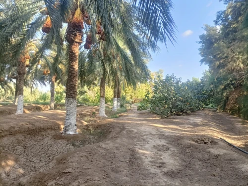 Vente Terrain Agricole Biskra Sidi okba