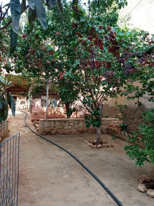 Vente Villa Oran Boutlelis