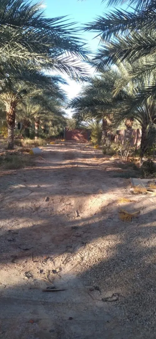 Vente Terrain Agricole Biskra Tolga