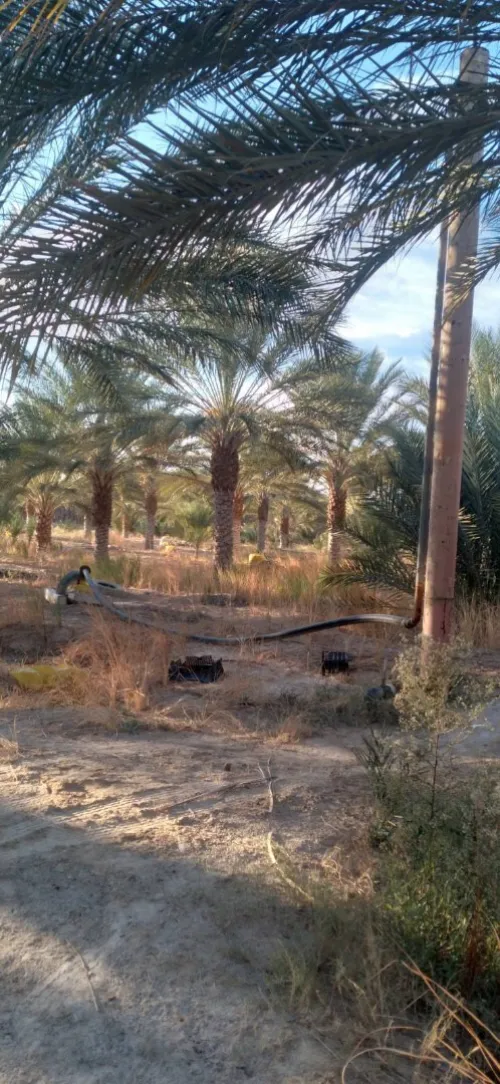 Vente Terrain Agricole Biskra Tolga