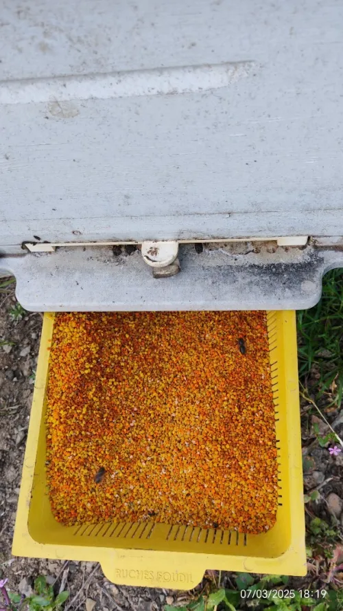 Pollen حبوب اللقاح