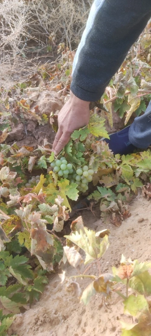 Vente Terrain Agricole Biskra Lioua