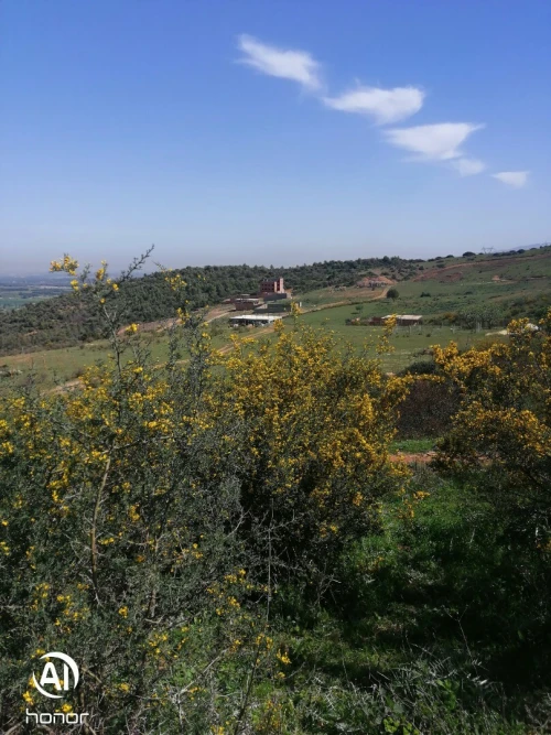 Vente Terrain Blida Bouinan