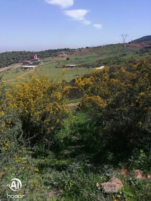 Vente Terrain Blida Bouinan