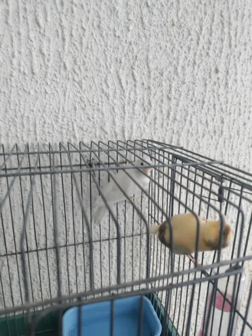 couples de canari