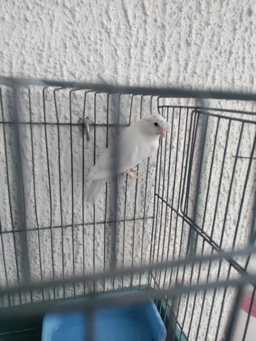 couples de canari