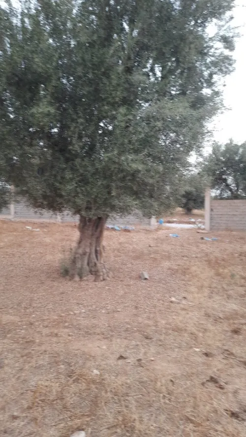 Location Terrain Tlemcen Tlemcen