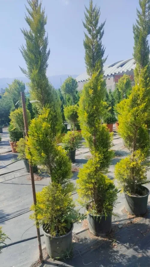 Jardinage
