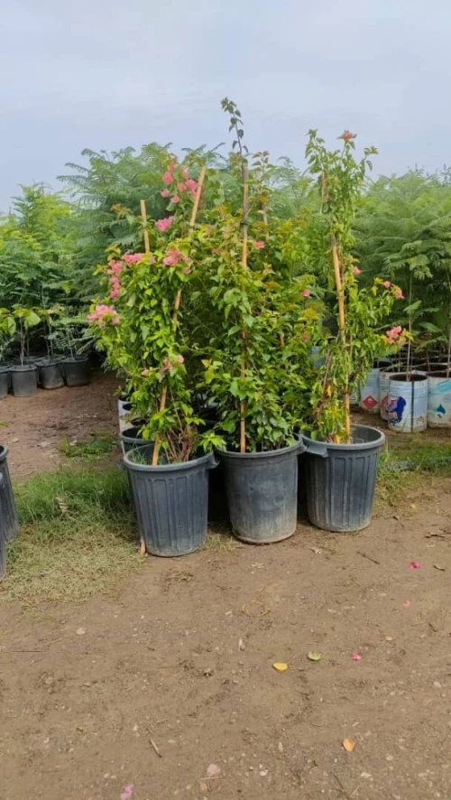 jardinage