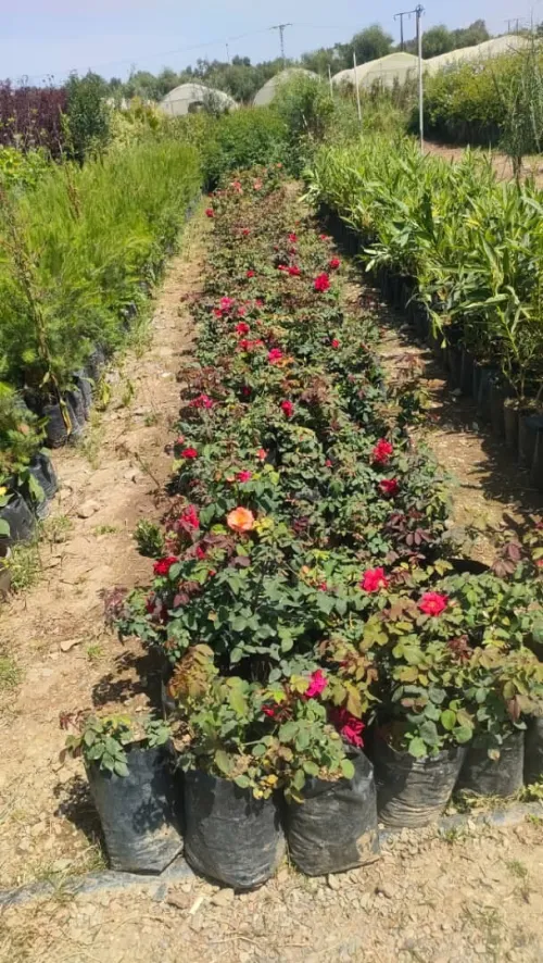 DECORATION DES JARDIN