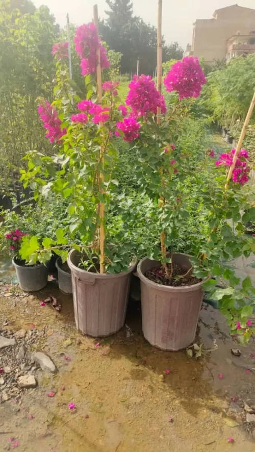 AMENAGEMENT DES jardin