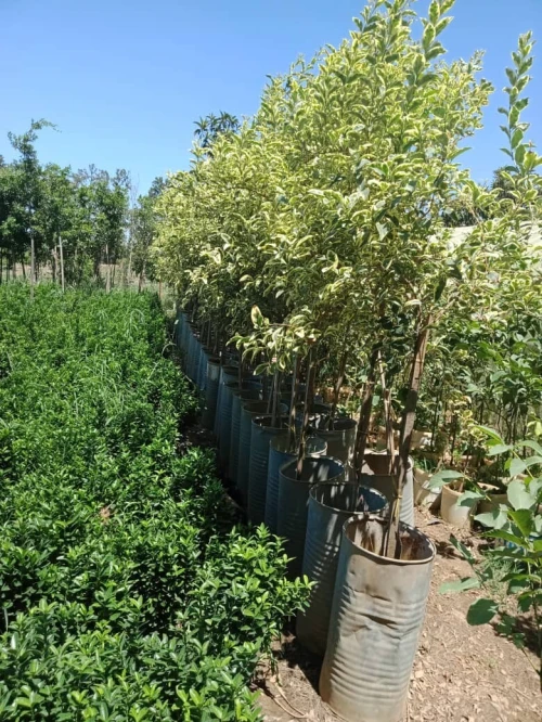 gazon&les arbres& les roses