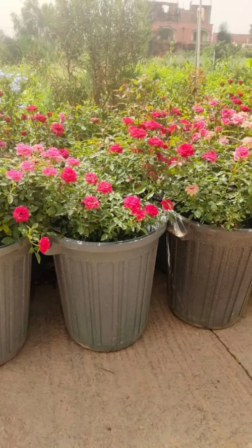 jardinage