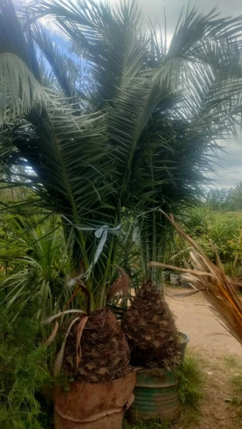 DECORATION DES JARDIN