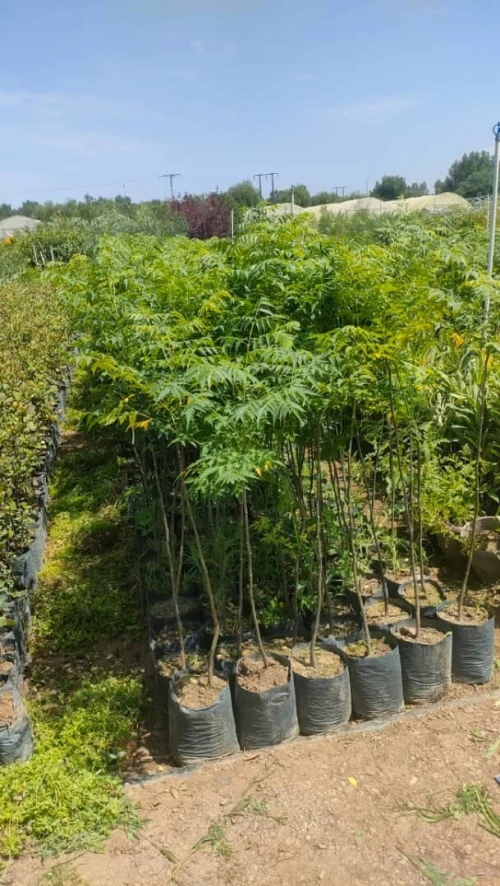 amenagement des espaces verts
