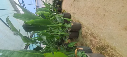Jardinage 