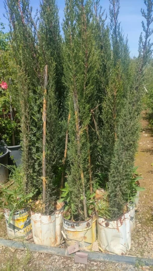 travaut jardinage