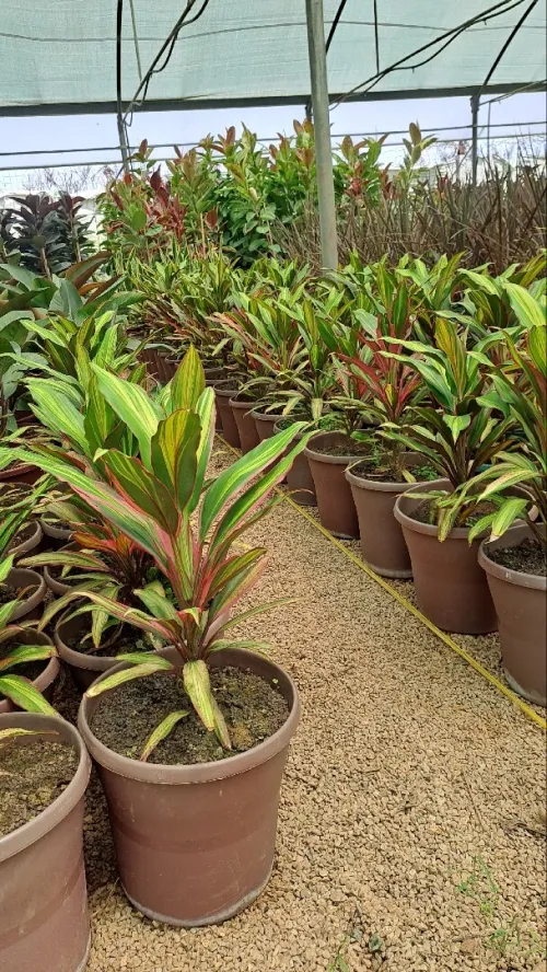 Jardinage