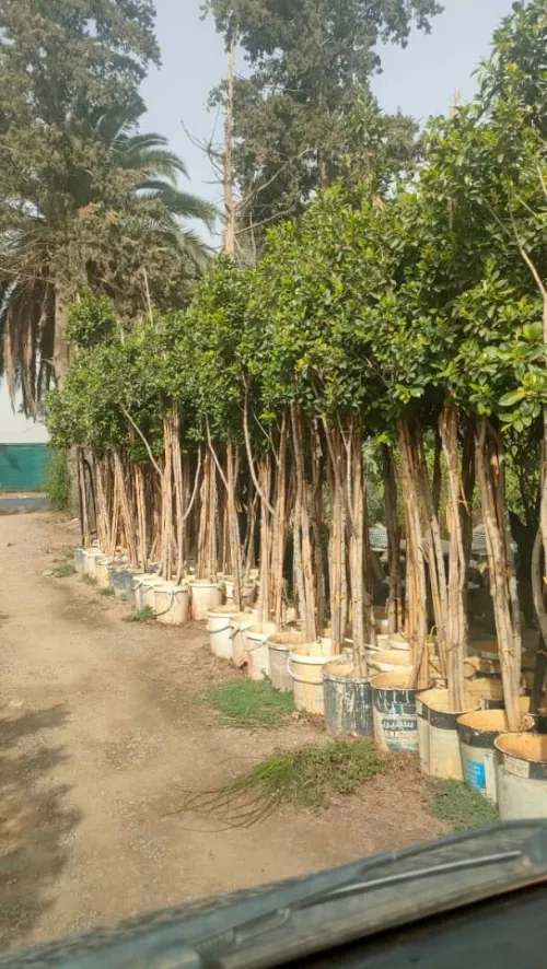 Amenagement des espaces verts