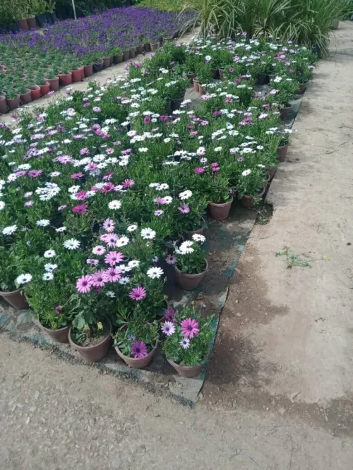 Jardinage