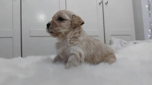 Caniche nés le 21 Décembre 2025