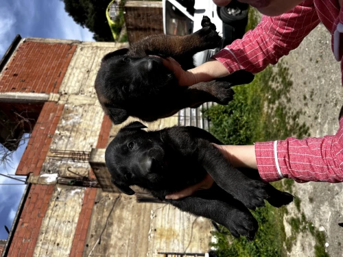 Chiots malinois