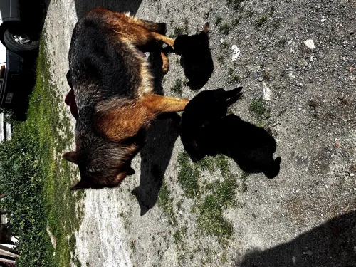 Chiots females berger