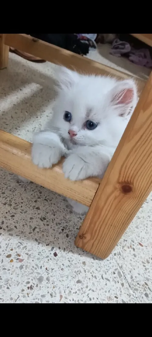 Chat femelle 