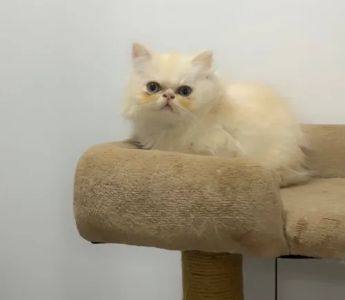 Vente chat persant pecky face