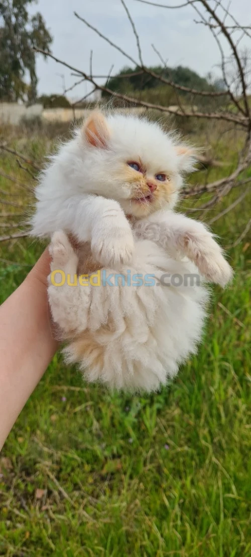 Persan