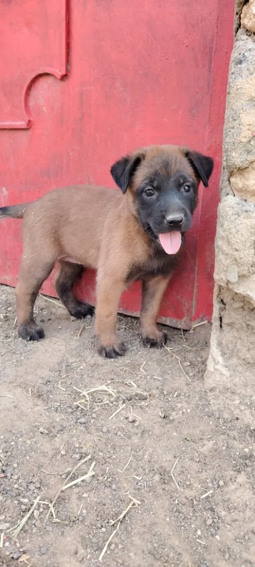 2 chiens malinois charbonie et masque noir 2 fumele 