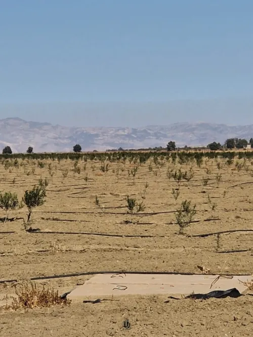 Vente Terrain Agricole Aïn Témouchent Ain el arbaa