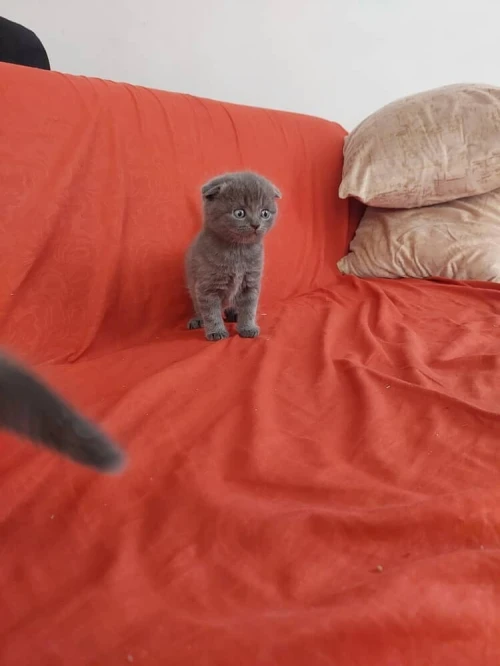 chat biritish short hair
