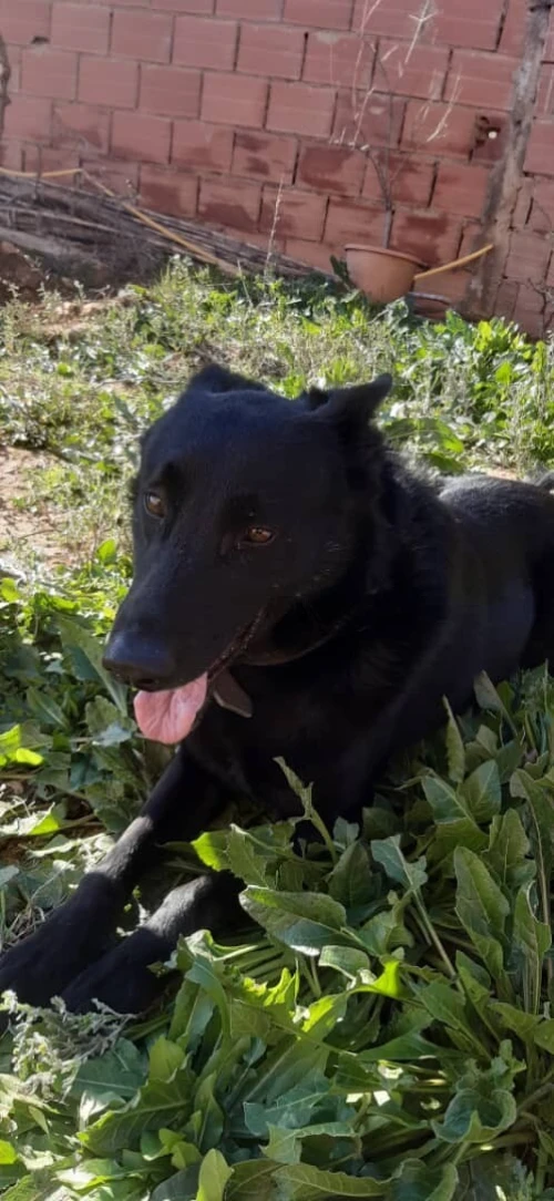 À Vendre : Malinois  Pure Race