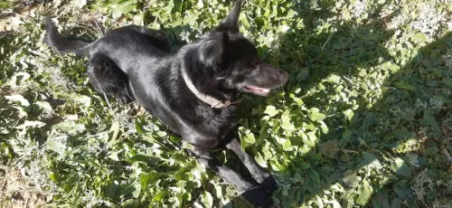 À Vendre : Malinois  Pure Race