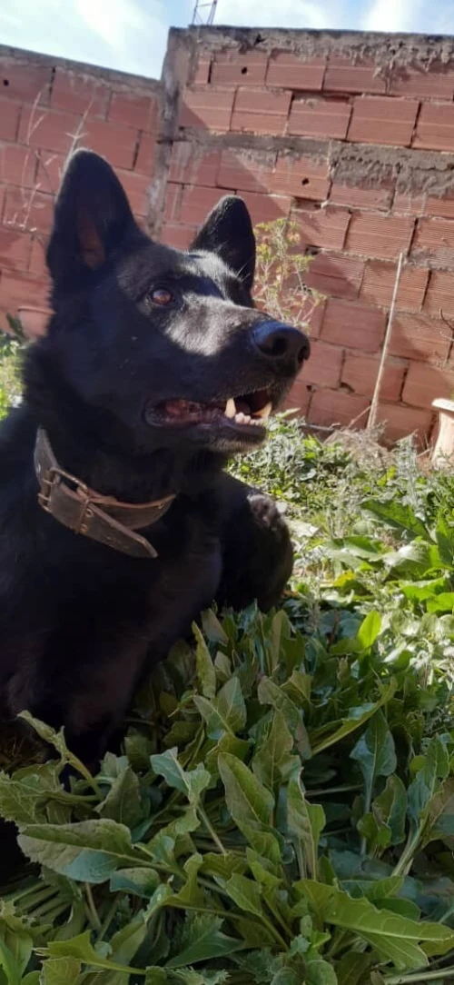 À Vendre : Malinois  Pure Race