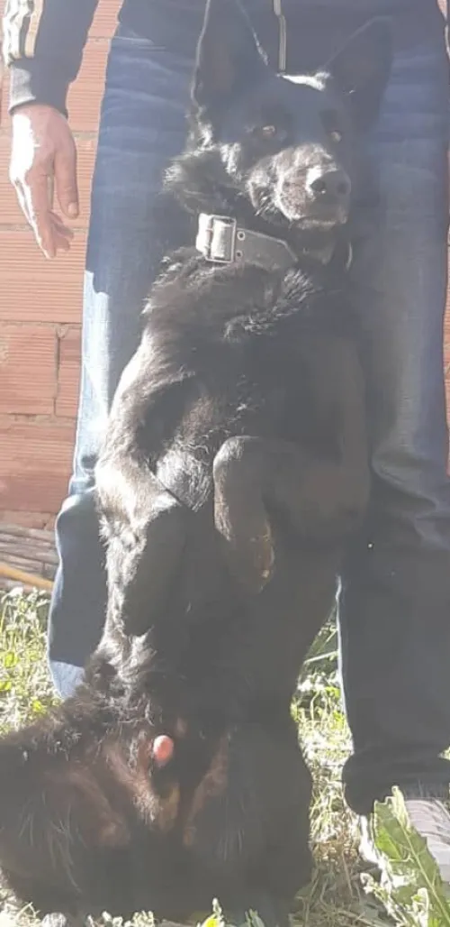 À Vendre : Malinois  Pure Race
