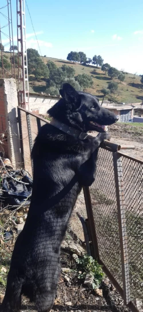 À Vendre : Malinois  Pure Race