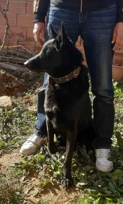 À Vendre : Malinois  Pure Race