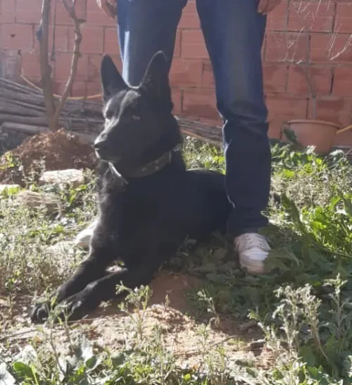 À Vendre : Malinois  Pure Race