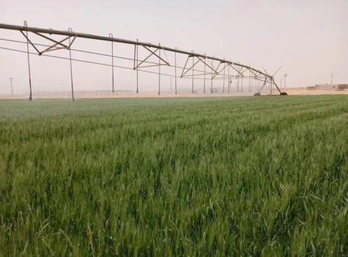 Vente Terrain Agricole Adrar Fenoughil