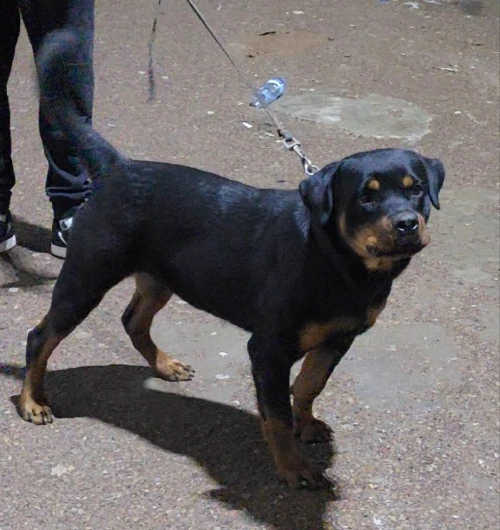 Femelle rottweiler age 7 moi